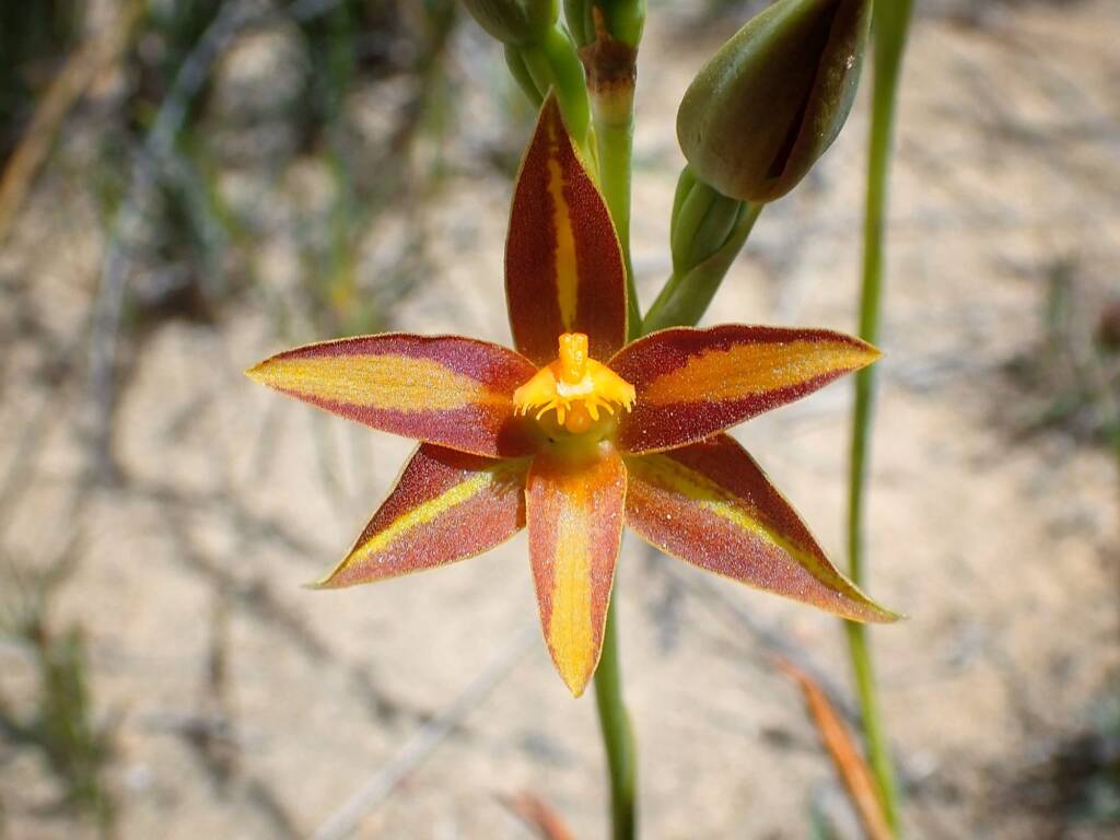 Thelymitra sp. 'Ongerup' (Orange Sun Orchids), Great Southern Region WA © Terry Dunham