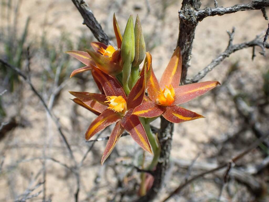 Thelymitra sp. 'Ongerup' (Orange Sun Orchids), Great Southern Region WA © Terry Dunham