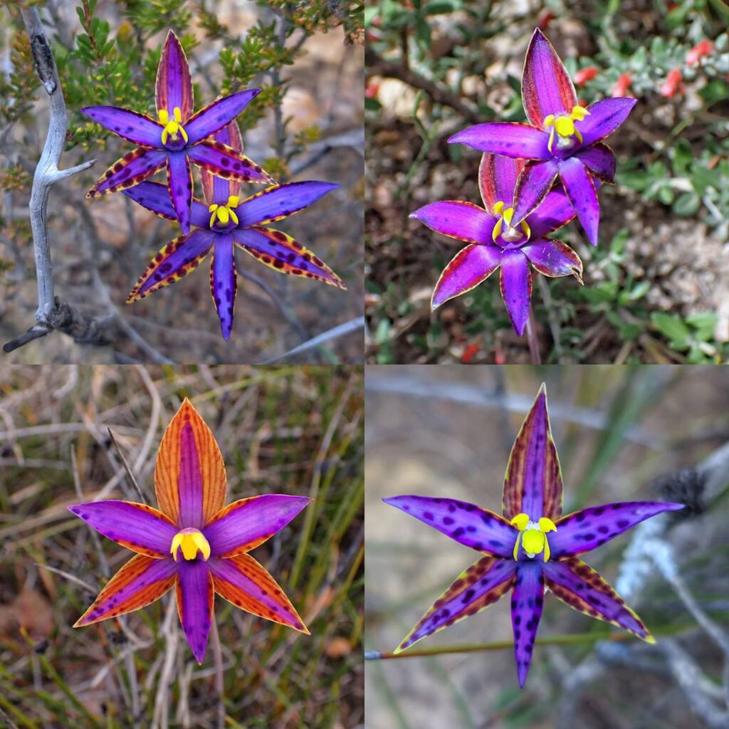 Variable colours of the Thelymitra speciosa (Eastern Queen of Sheba's), Stirling Range National Park WA © Terry Dunham