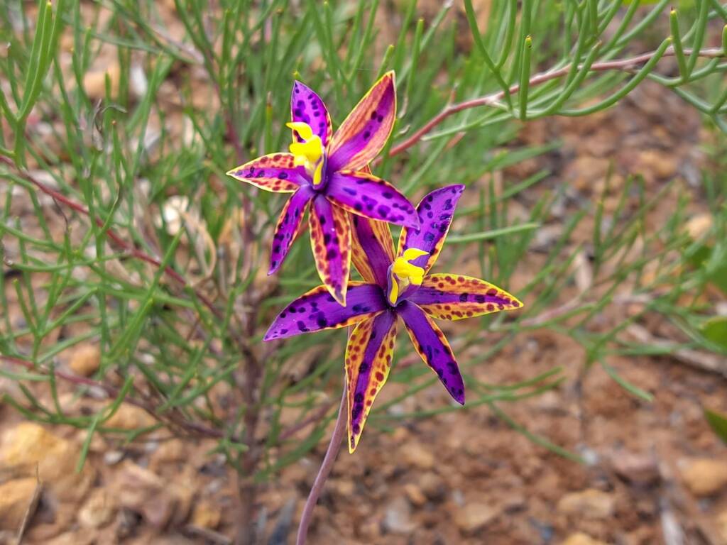 Variable colours of the Thelymitra speciosa (Eastern Queen of Sheba's), Stirling Range National Park WA © Terry Dunham