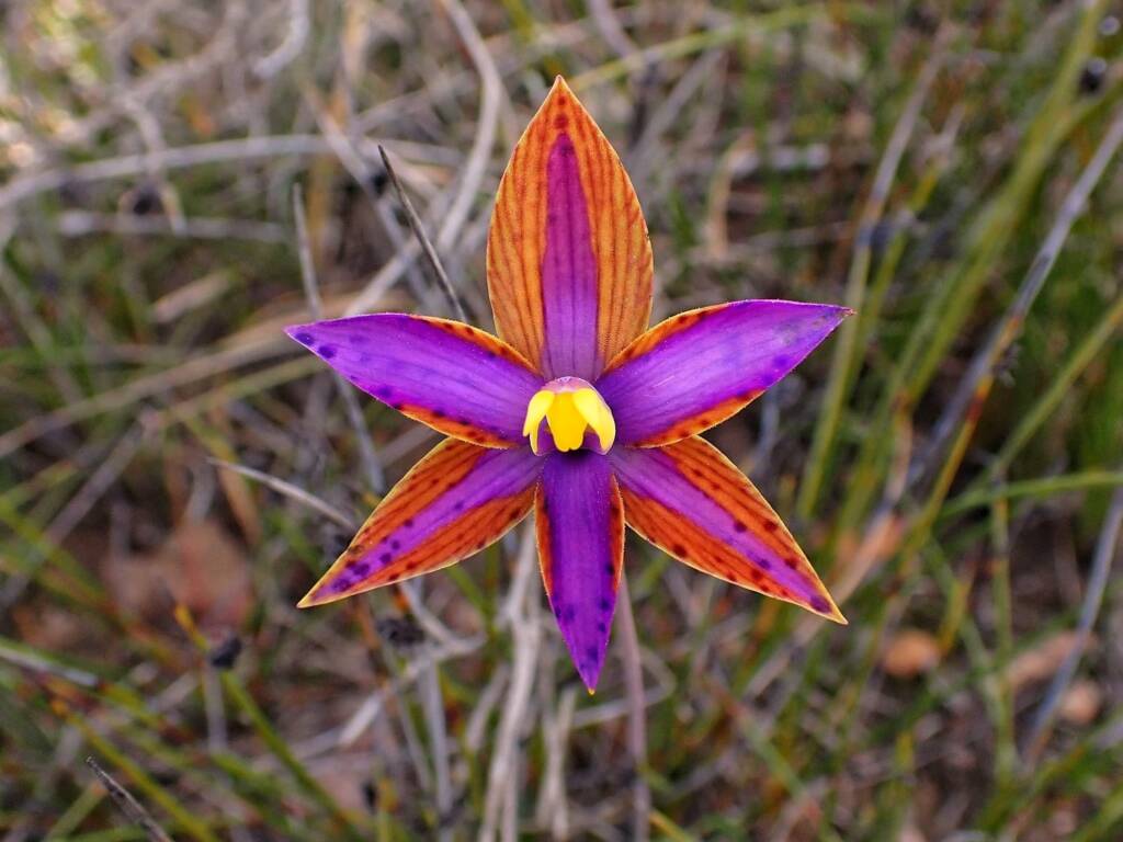 Variable colours of the Thelymitra speciosa (Eastern Queen of Sheba's), Stirling Range National Park WA © Terry Dunham