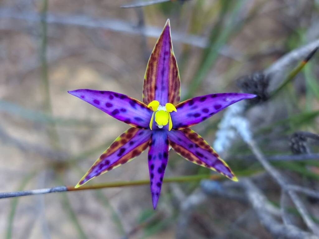 Variable colours of the Thelymitra speciosa (Eastern Queen of Sheba's), Stirling Range National Park WA © Terry Dunham