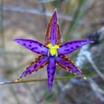 Variable colours of the Thelymitra speciosa (Eastern Queen of Sheba's), Stirling Range National Park WA © Terry Dunham