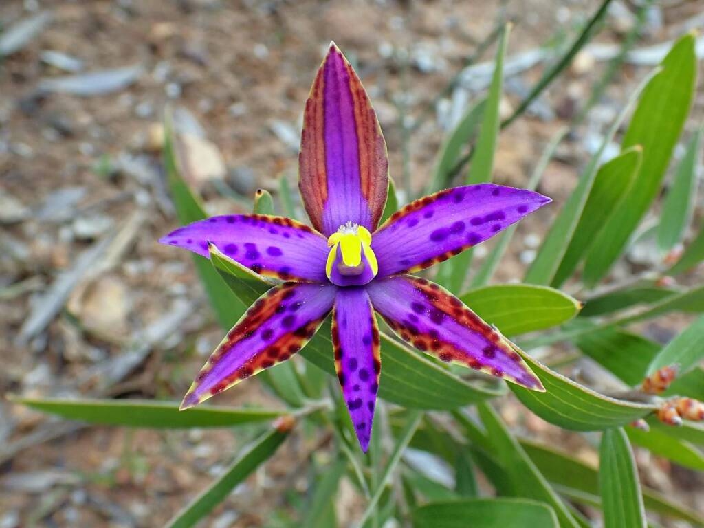 Variable colours of the Thelymitra speciosa (Eastern Queen of Sheba's), Stirling Range National Park WA © Terry Dunham