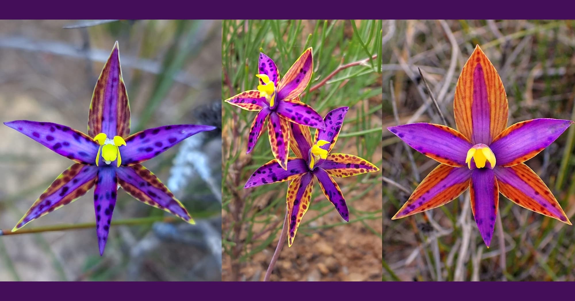 Variable colours of the Thelymitra speciosa (Eastern Queen of Sheba's), Stirling Range National Park WA © Terry Dunham