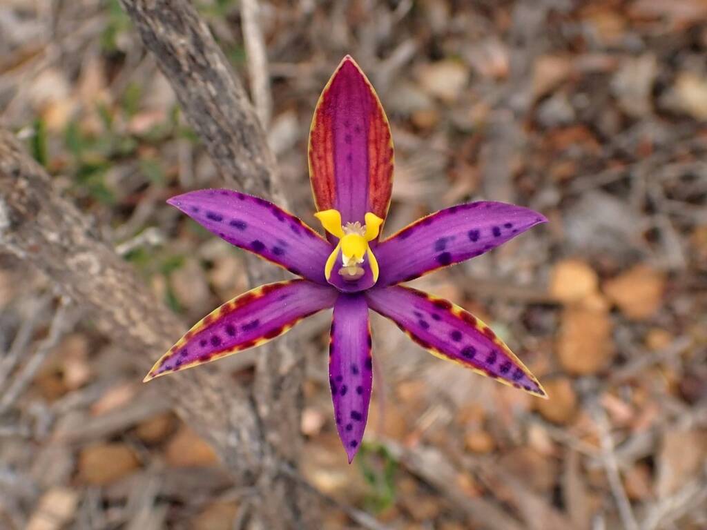 Thelymitra speciosa (Eastern Queen of Sheba's), Stirling Range National Park WA © Terry Dunham
