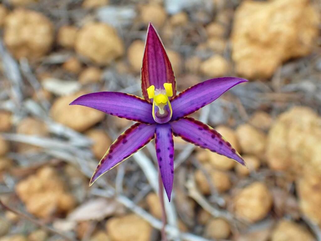 Thelymitra speciosa (Eastern Queen of Sheba's), Stirling Range National Park WA © Terry Dunham