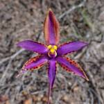 Thelymitra speciosa (Eastern Queen of Sheba's), Stirling Range National Park WA © Terry Dunham