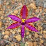 Thelymitra speciosa (Eastern Queen of Sheba's), Stirling Range National Park WA © Terry Dunham