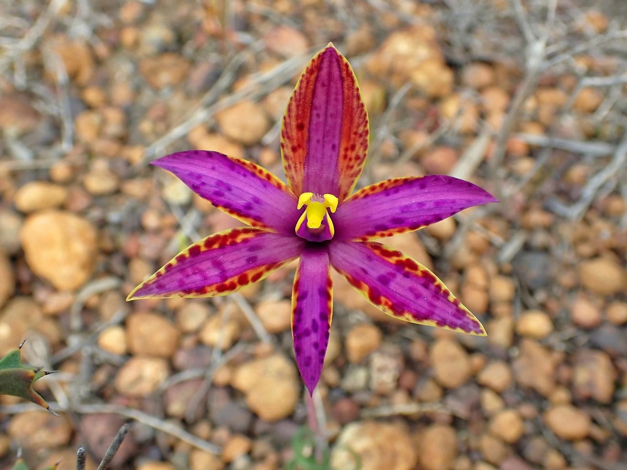 Thelymitra speciosa (Eastern Queen of Sheba's), Stirling Range National Park WA © Terry Dunham