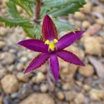 Thelymitra speciosa (Eastern Queen of Sheba's), Stirling Range National Park WA © Terry Dunham