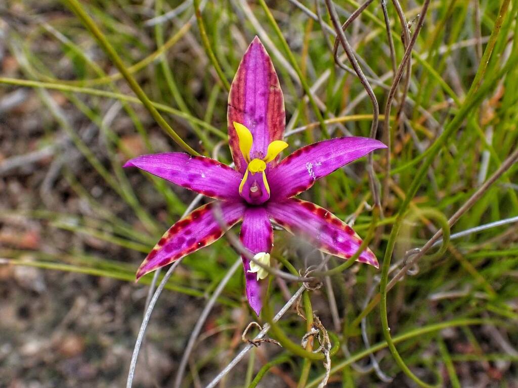 Thelymitra speciosa (Eastern Queen of Sheba's), Stirling Range National Park WA © Terry Dunham