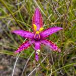 Thelymitra speciosa (Eastern Queen of Sheba's), Stirling Range National Park WA © Terry Dunham
