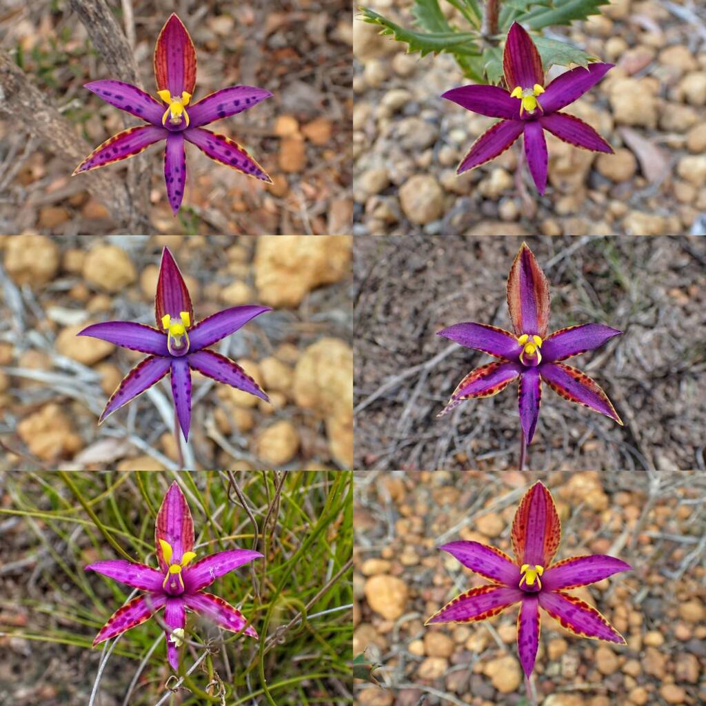 Thelymitra speciosa (Eastern Queen of Sheba's), Stirling Range National Park WA © Terry Dunham
