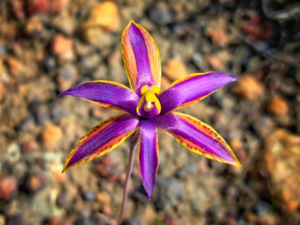 Thelymitra speciosa (Eastern Queen of Sheba's), Stirling Range National Park WA © Terry Dunham
