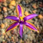 Thelymitra speciosa (Eastern Queen of Sheba's), Stirling Range National Park WA © Terry Dunham