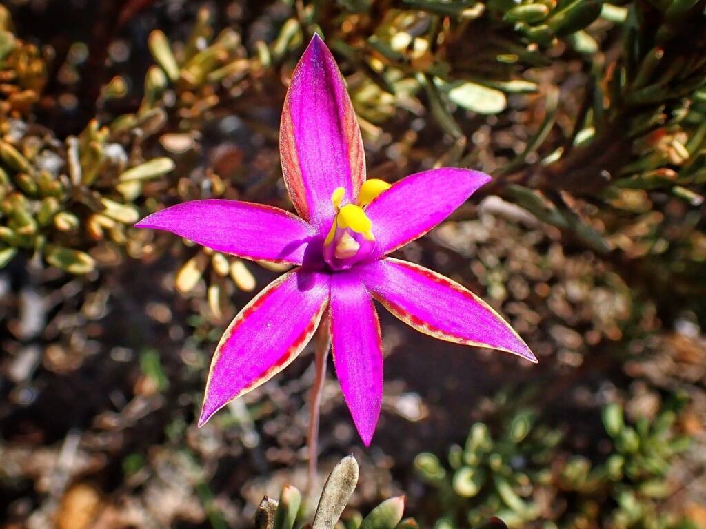 Thelymitra speciosa (Eastern Queen of Sheba's), Stirling Range National Park WA © Terry Dunham