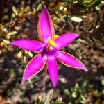 Thelymitra speciosa (Eastern Queen of Sheba's), Stirling Range National Park WA © Terry Dunham