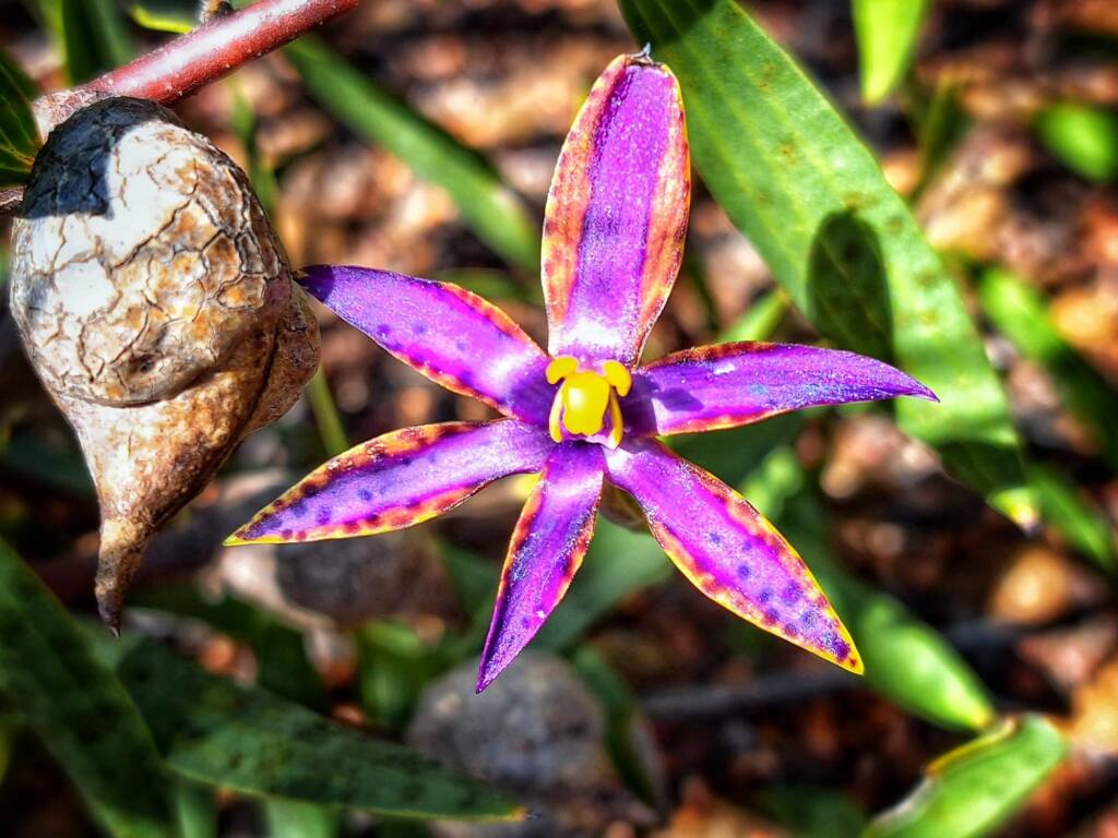 Thelymitra speciosa (Eastern Queen of Sheba's), Stirling Range National Park WA © Terry Dunham