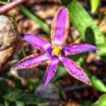 Thelymitra speciosa (Eastern Queen of Sheba's), Stirling Range National Park WA © Terry Dunham