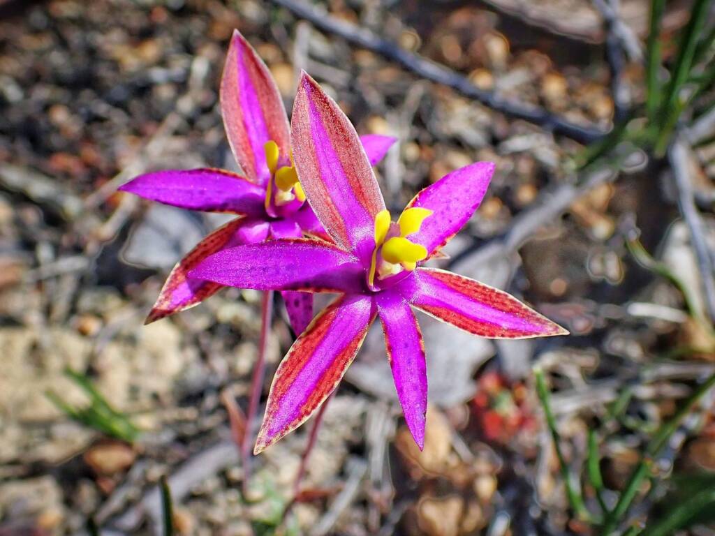 Thelymitra speciosa (Eastern Queen of Sheba's), Stirling Range National Park WA © Terry Dunham
