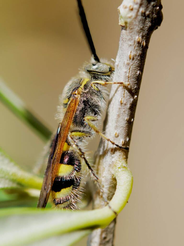 Male Yellow Hairy Flower Wasp (Radumeris tasmaniensis), Southwest QLD © Dianne Bickers