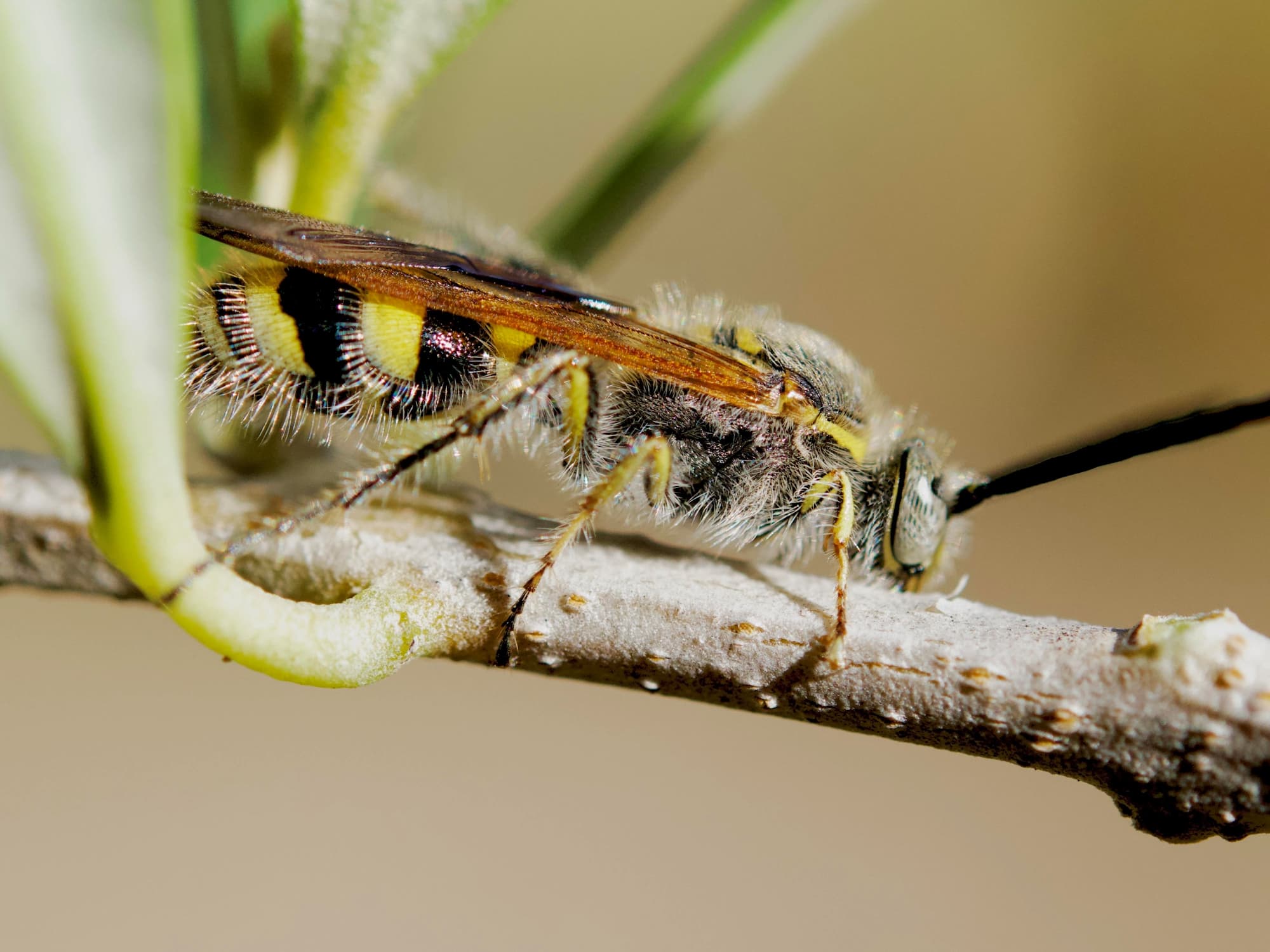 Male Yellow Hairy Flower Wasp (Radumeris tasmaniensis), Southwest QLD © Dianne Bickers
