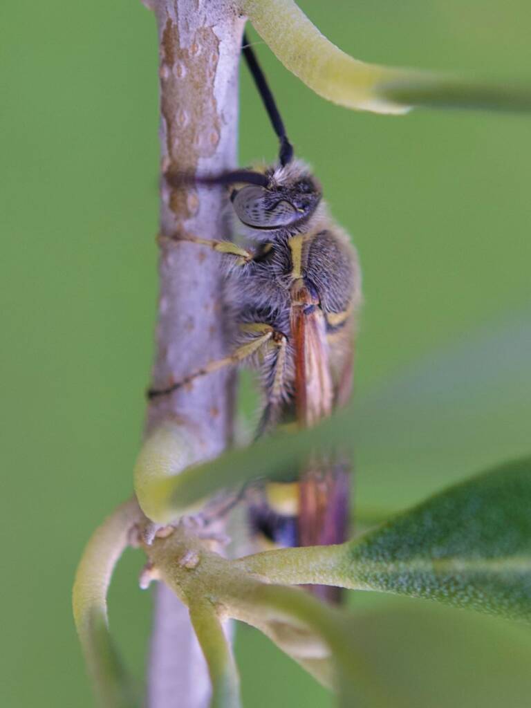 Male Yellow Hairy Flower Wasp (Radumeris tasmaniensis), Southwest QLD © Dianne Bickers