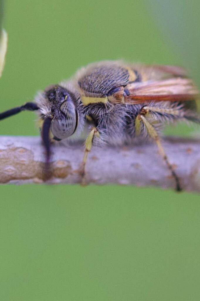 Male Yellow Hairy Flower Wasp (Radumeris tasmaniensis), Southwest QLD © Dianne Bickers