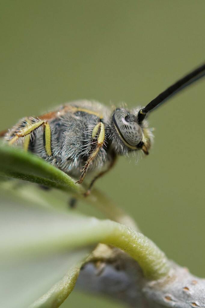 Male Yellow Hairy Flower Wasp (Radumeris tasmaniensis), Southwest QLD © Dianne Bickers