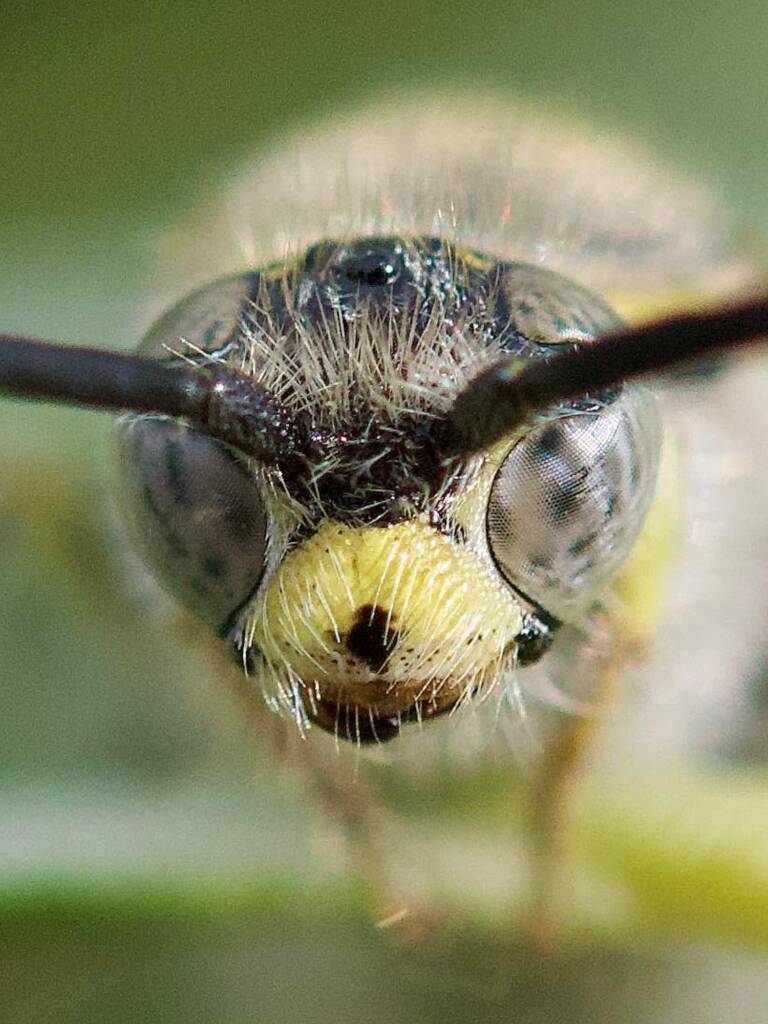 Male Yellow Hairy Flower Wasp (Radumeris tasmaniensis), Southwest QLD © Dianne Bickers