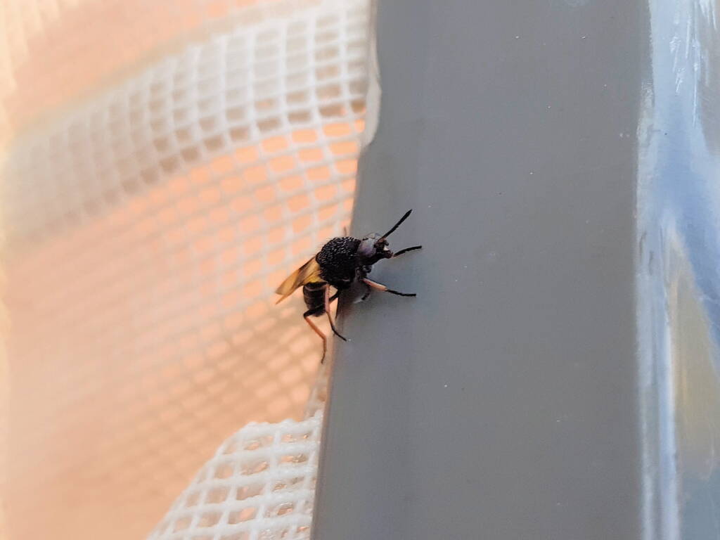 Agapophytus yeatesi (Stiletto Fly), Alice Springs NT