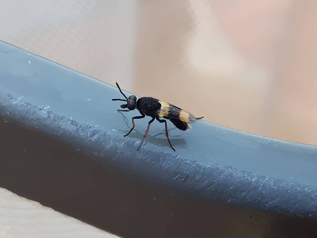 Agapophytus yeatesi (Stiletto Fly), Alice Springs NT