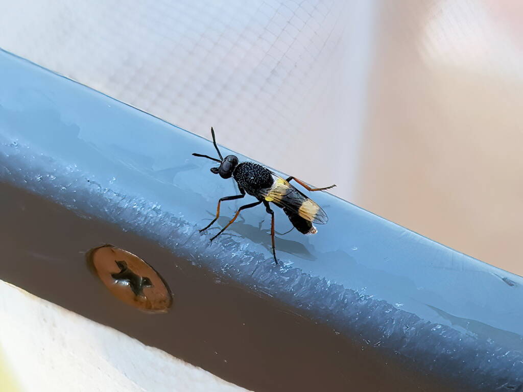 Agapophytus yeatesi (Stiletto Fly), Alice Springs NT
