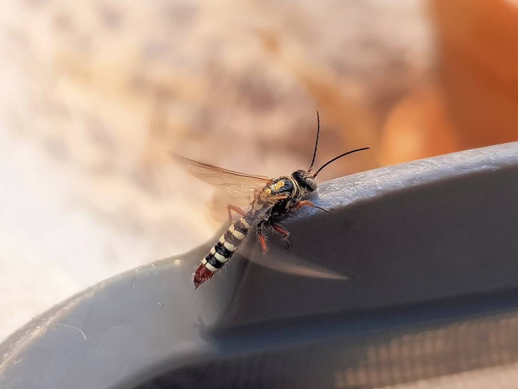 Agriomyia maculata (Flower Wasp), Alice Springs NT