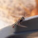 Agriomyia maculata (Flower Wasp), Alice Springs NT