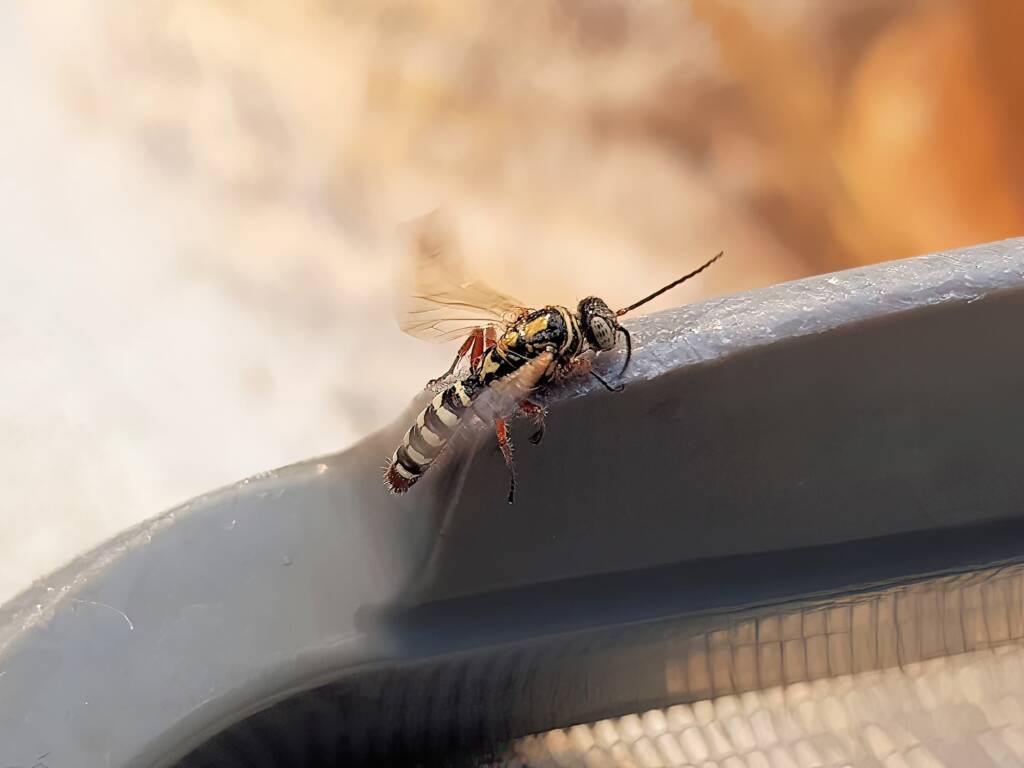 Agriomyia maculata (Flower Wasp), Alice Springs NT