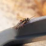 Agriomyia maculata (Flower Wasp), Alice Springs NT