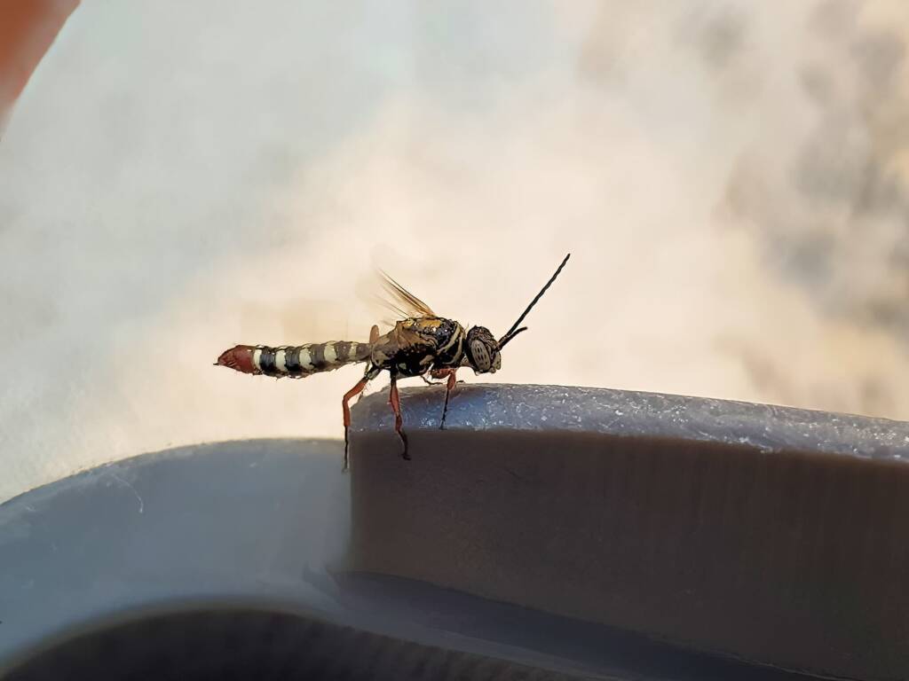 Agriomyia maculata (Flower Wasp), Alice Springs NT