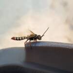 Agriomyia maculata (Flower Wasp), Alice Springs NT