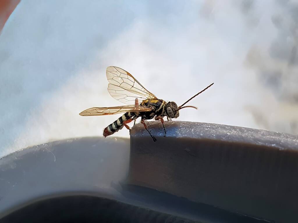 Agriomyia maculata (Flower Wasp), Alice Springs NT