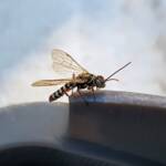 Agriomyia maculata (Flower Wasp), Alice Springs NT
