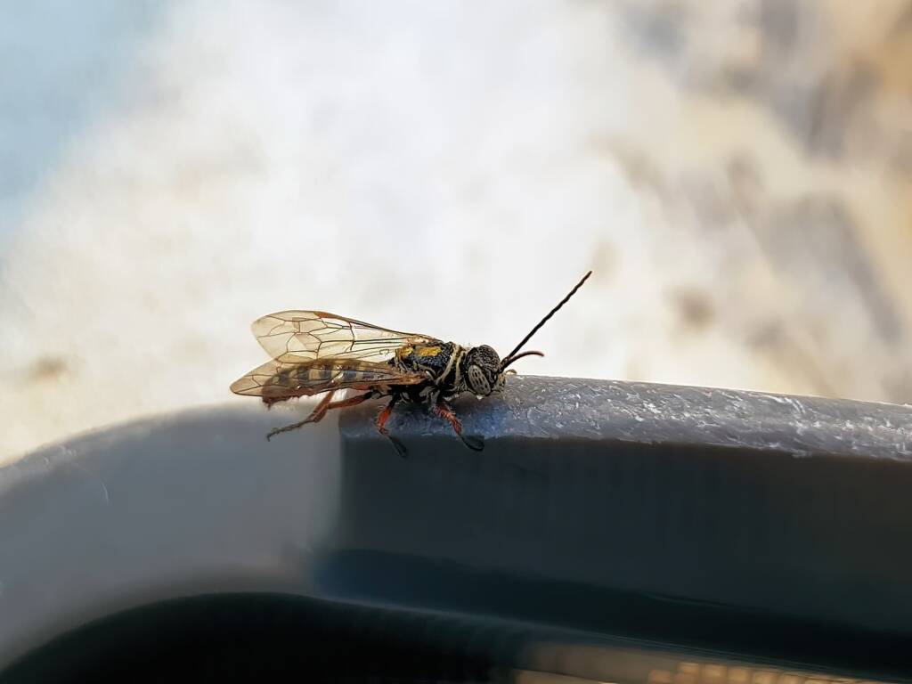 Agriomyia maculata (Flower Wasp), Alice Springs NT