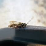 Agriomyia maculata (Flower Wasp), Alice Springs NT