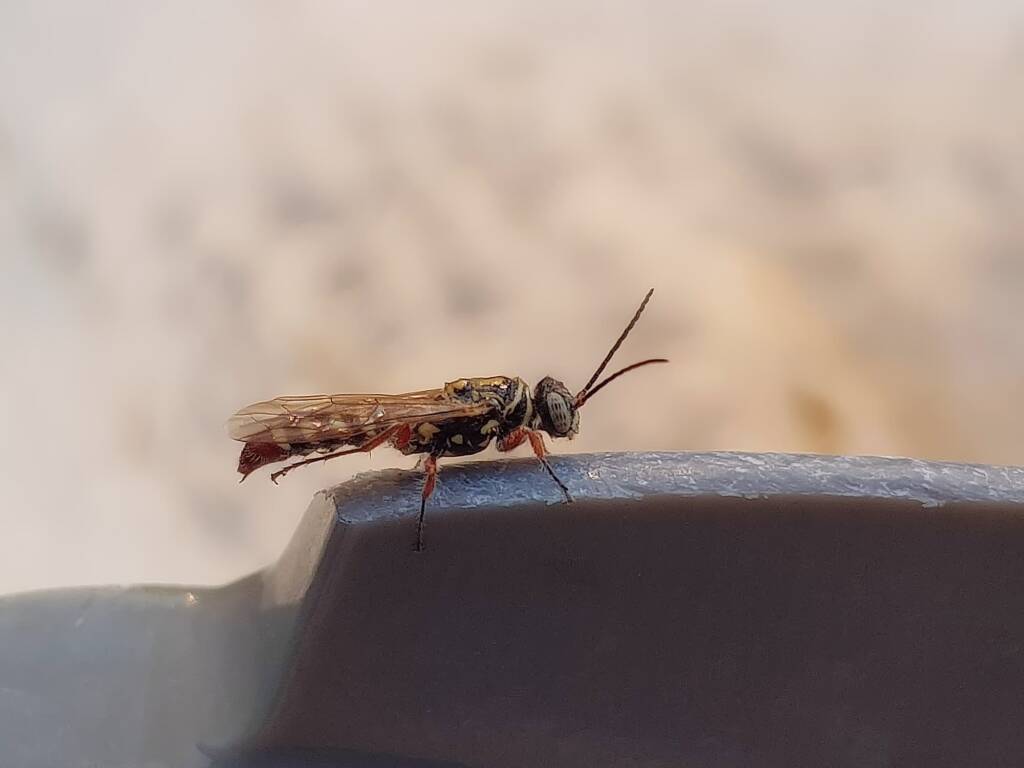 Agriomyia maculata (Flower Wasp), Alice Springs NT