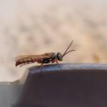 Agriomyia maculata (Flower Wasp), Alice Springs NT