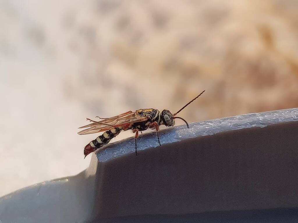 Agriomyia maculata (Flower Wasp), Alice Springs NT