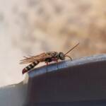 Agriomyia maculata (Flower Wasp), Alice Springs NT