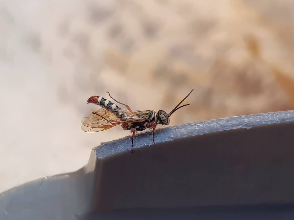 Agriomyia maculata (Flower Wasp), Alice Springs NT