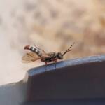 Agriomyia maculata (Flower Wasp), Alice Springs NT